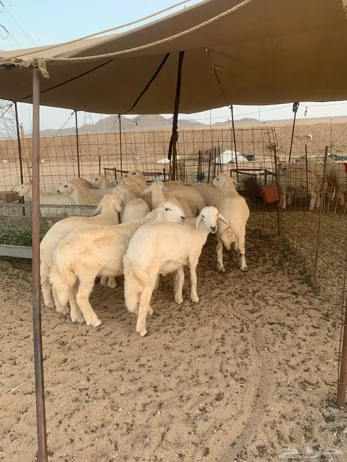 ذبايح ذبائح حري للبيع مع خدمه الصلخ والتوصيل 3