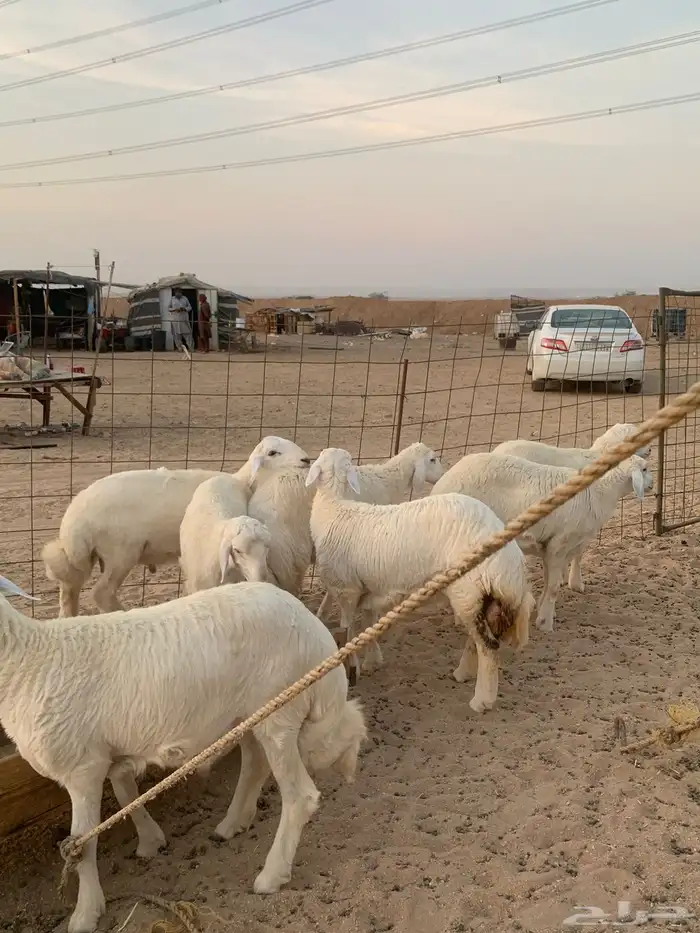 ذبايح ذبائح حري للبيع مع خدمه الصلخ والتوصيل 0