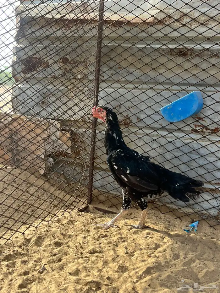 فروخ سندي بيور فواخر 5