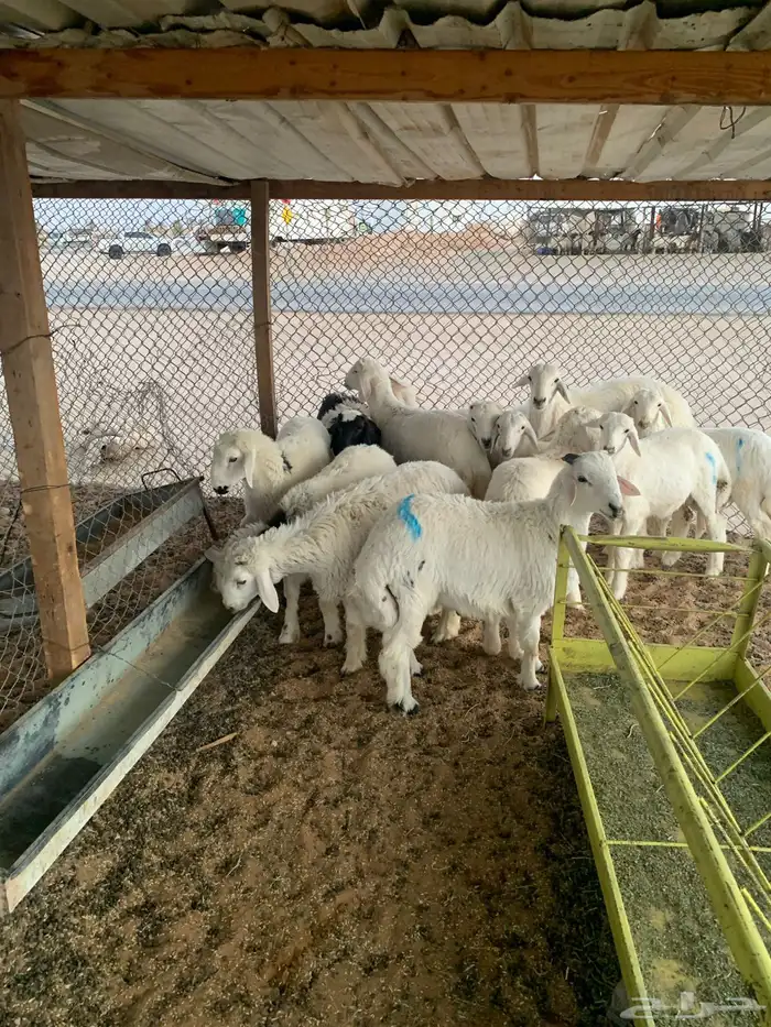 ذبايح حريات 4