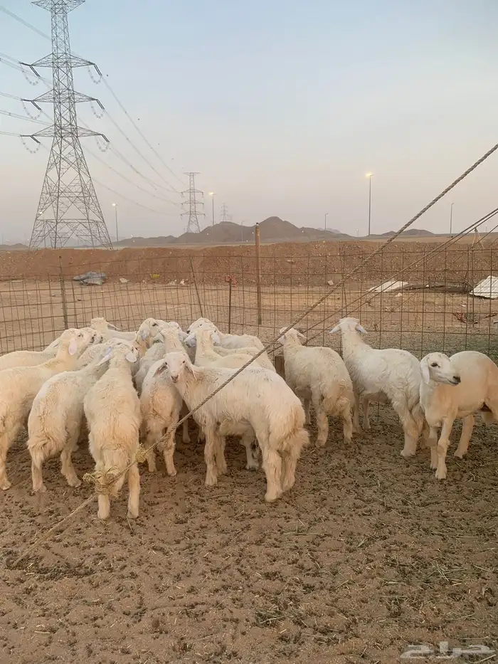ذبايح ذبائح حري للبيع مع خدمه الصلخ والتوصيل 2