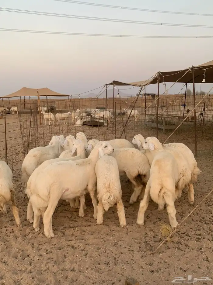 ذبايح ذبائح حري للبيع مع خدمه الصلخ والتوصيل 6