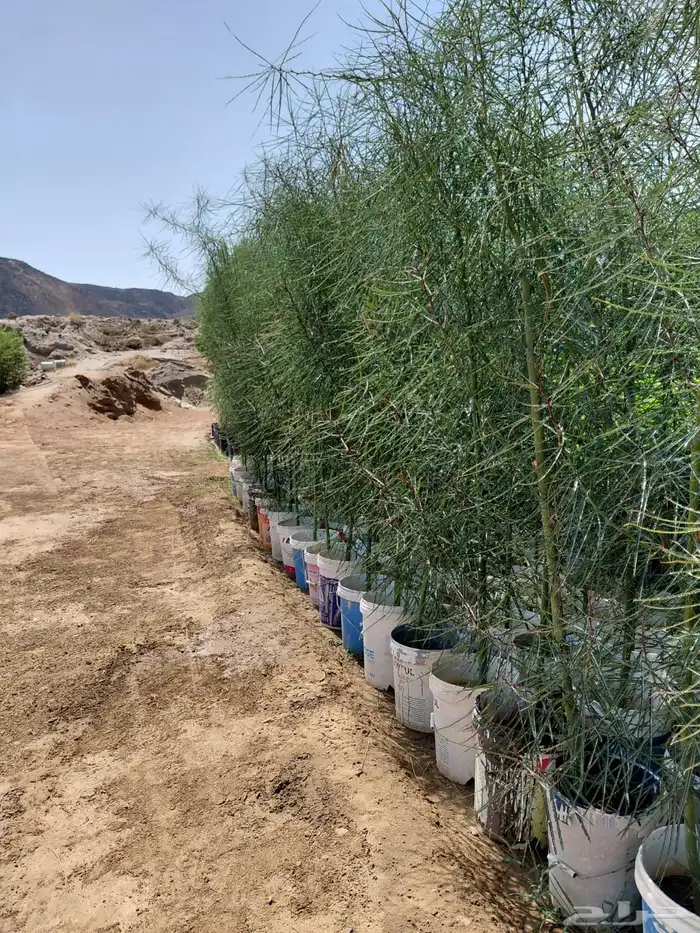 جميع أنواع المشاتل 21