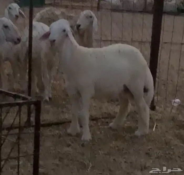 مشروع فحل(تم البيع خارج الموقع) 0