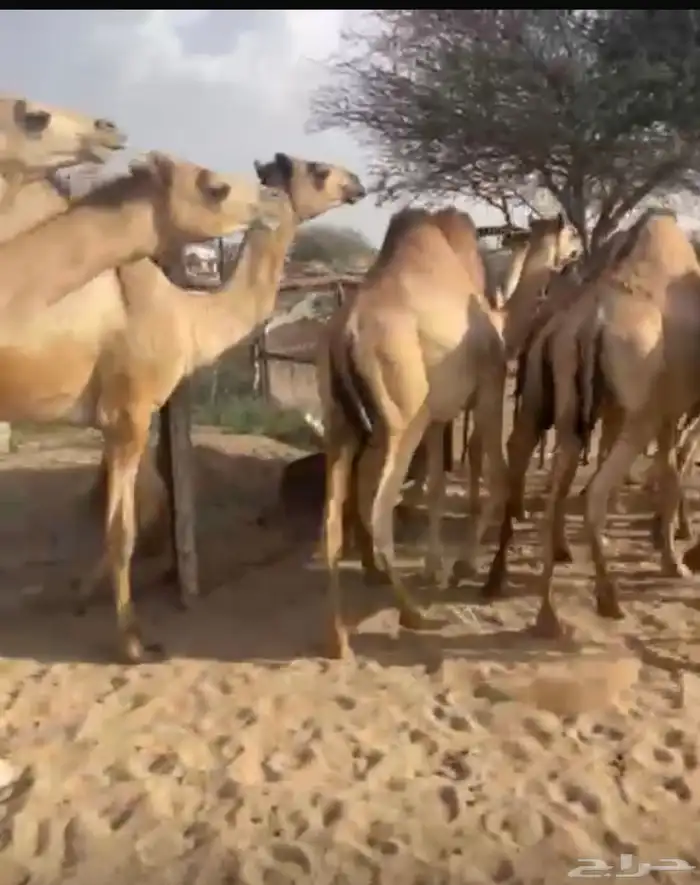 قعدان للبيع زوجات ومبادي 2