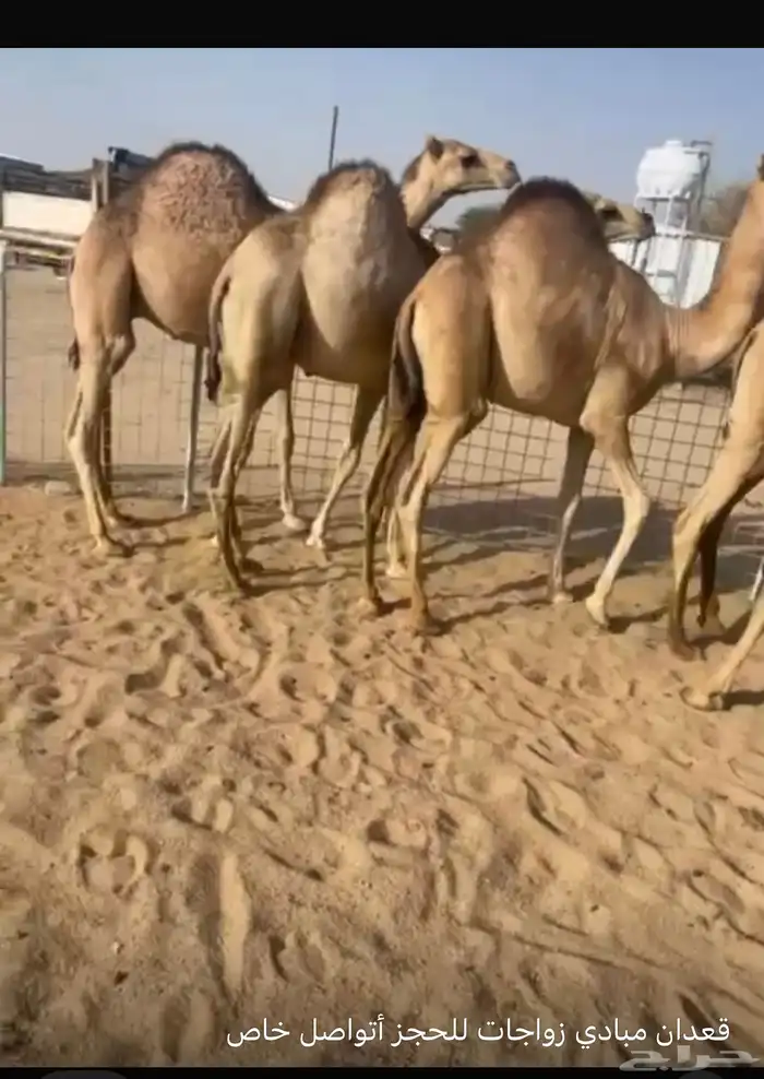 قعدان للبيع زوجات ومبادي 0