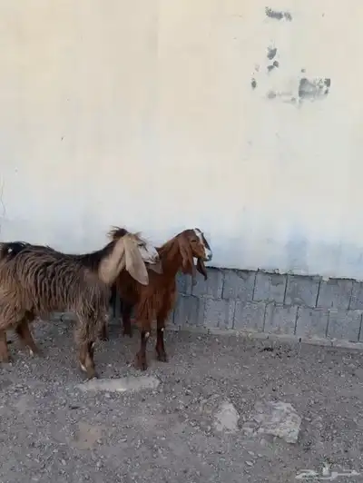 تيوس مخاصي 0