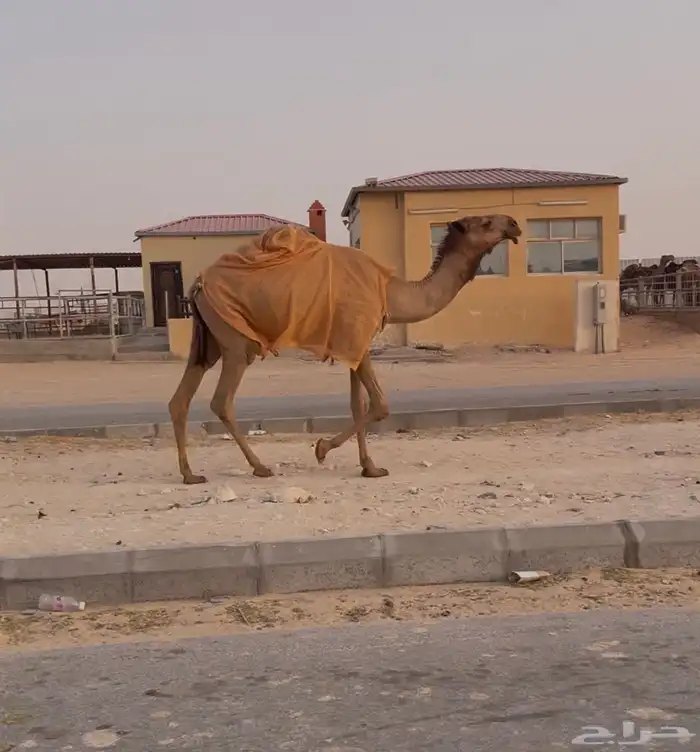 (( تم البيع )) حقه صفرا 0