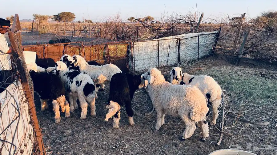 خرفان نجد للبيع 4