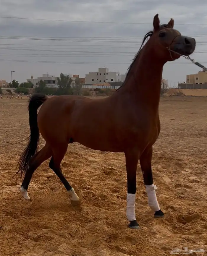 حصان فاخررر 0