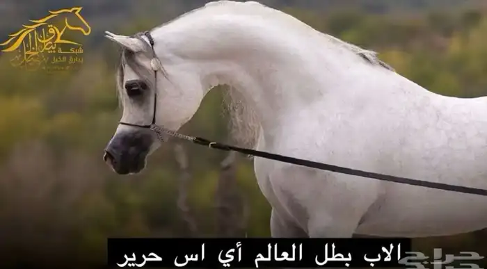 حصان واهو مكس 3