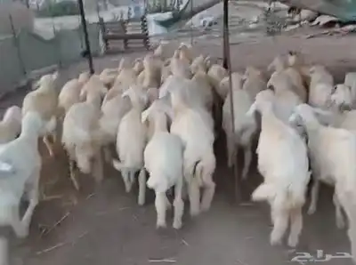 طليان نظيفه تربيه من المراح مقفله شحم 0