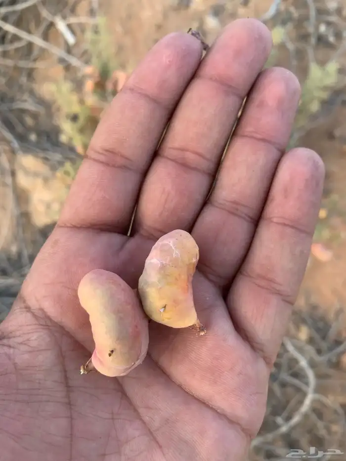 نبات العاقول 1