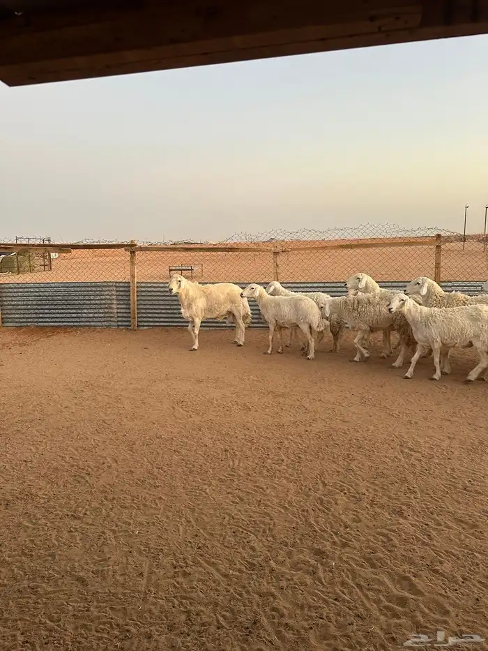 غنم حريات بفحلها كفوو ( تم البيع ) 2