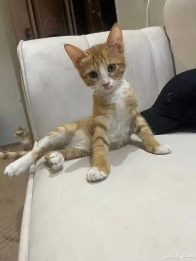 قطط صغيره للتبني 4
