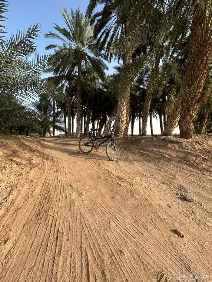 سيكل كوبرا للبيع مقاس 24 81