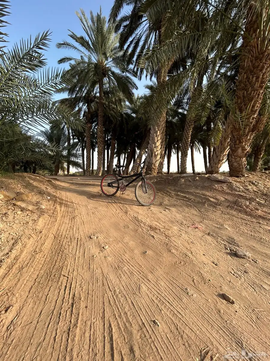 سيكل كوبرا للبيع مقاس 24 81