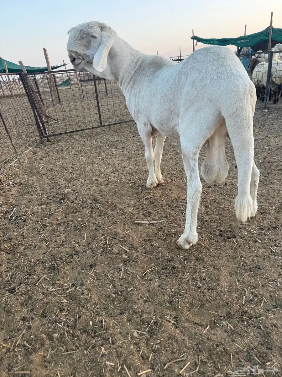 فحل نادر 5