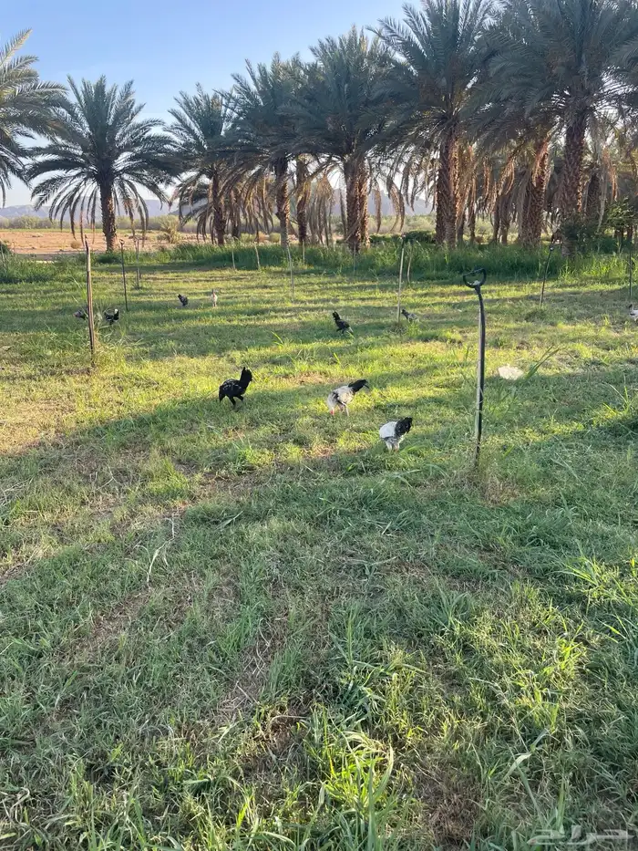 ديك بلدي للبيع 3