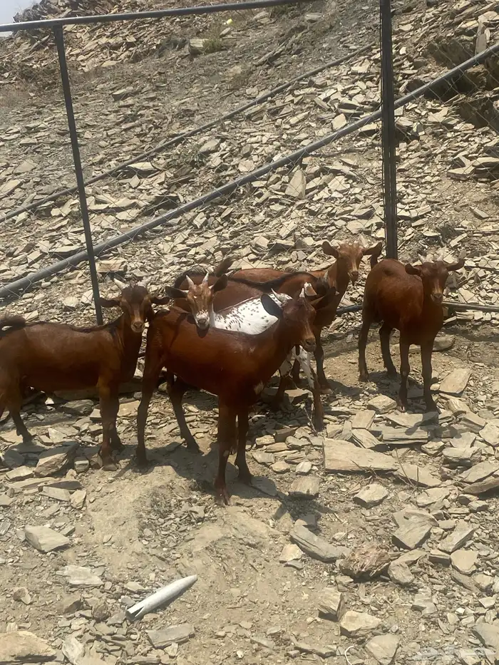 بهم تربيه 1