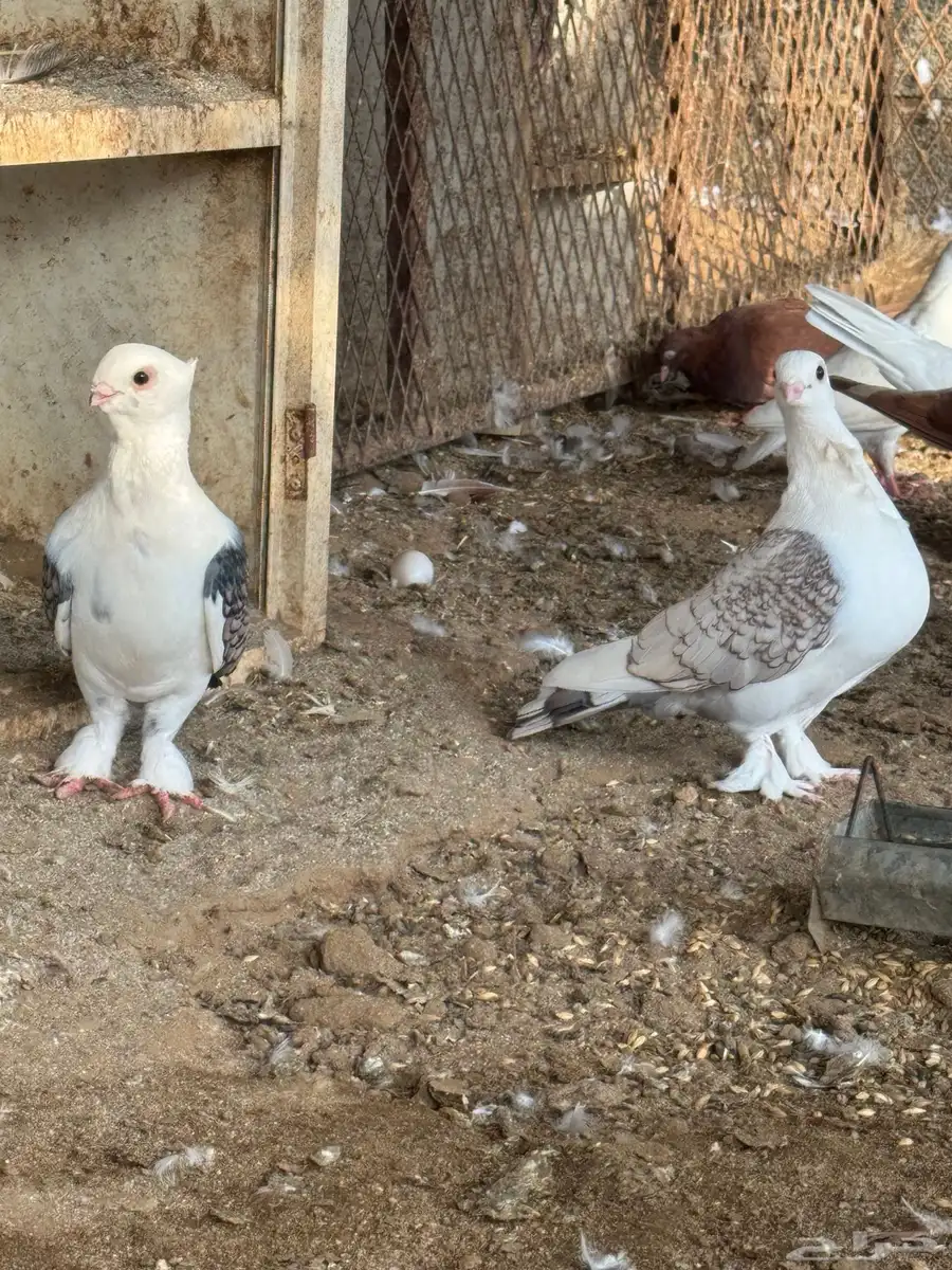 عشه حمام روماني 0