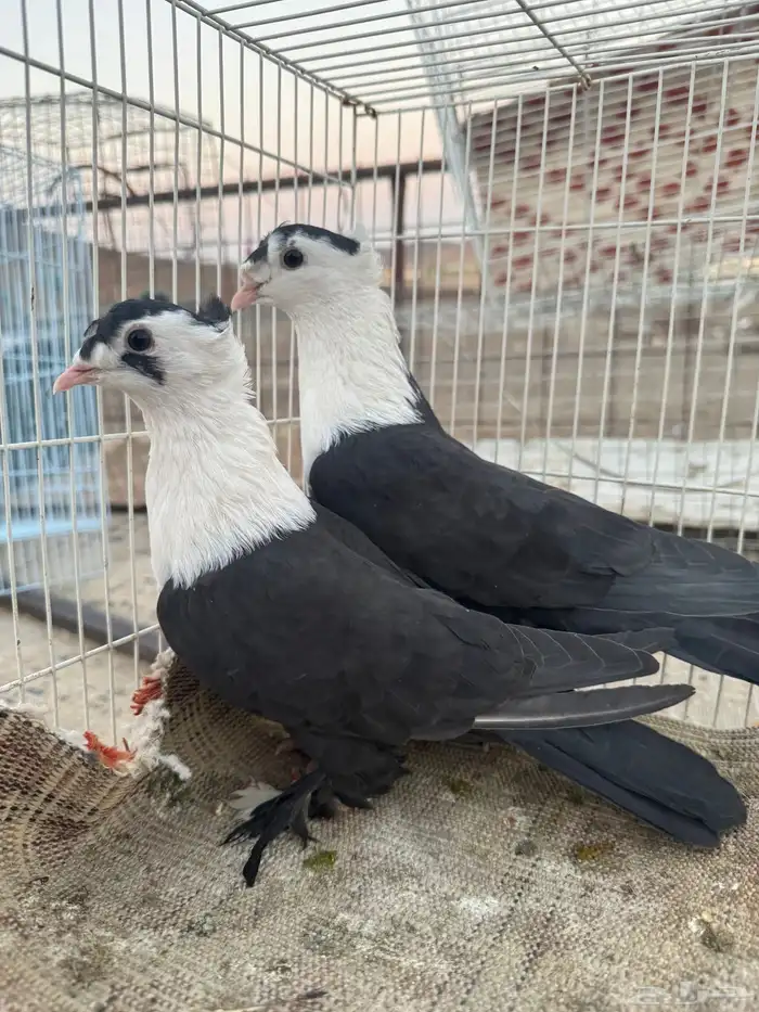 جوز لبناني منتج على الشرط للتواصل 0
