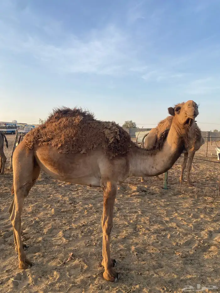 للبيع بكره شعلا 2