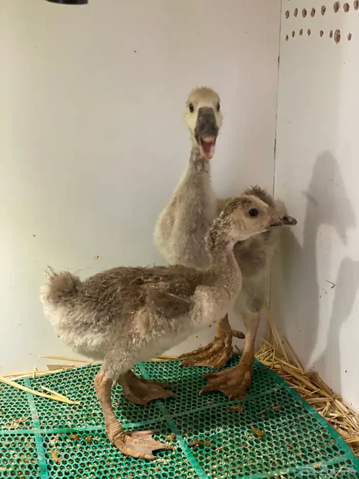 فروخ وز عراقي اصل 3