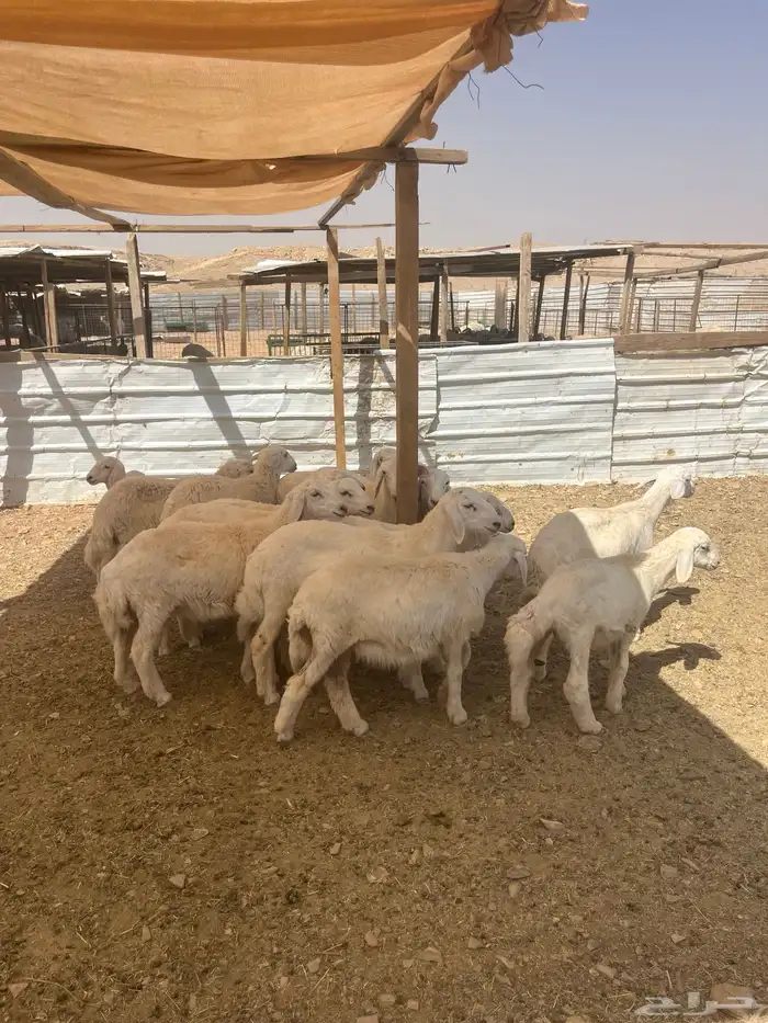 خرفان ورخال للبيع 2