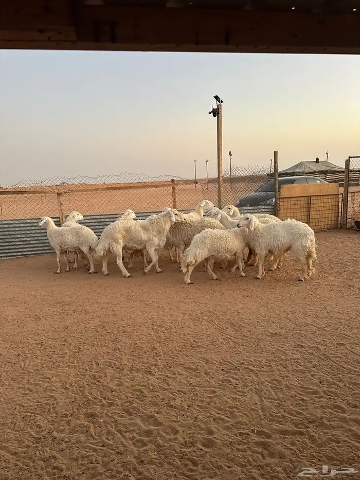 غنم حريات بفحلها كفوو ( تم البيع ) 0