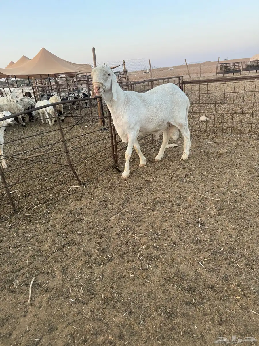 فحل نادر 1