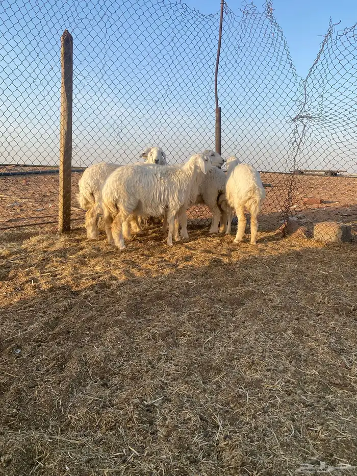 رخال اللبيع 2