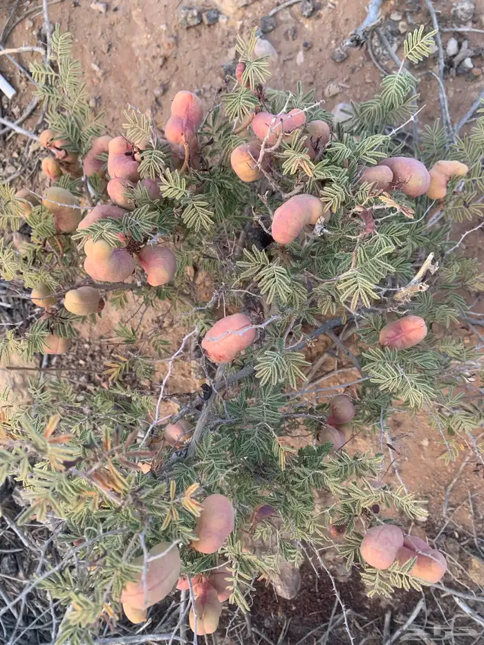 نبات العاقول 2