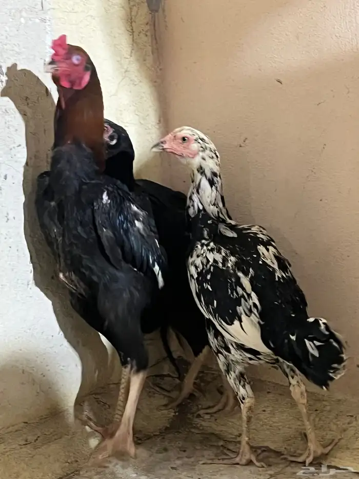 دجاج باكستاني 5