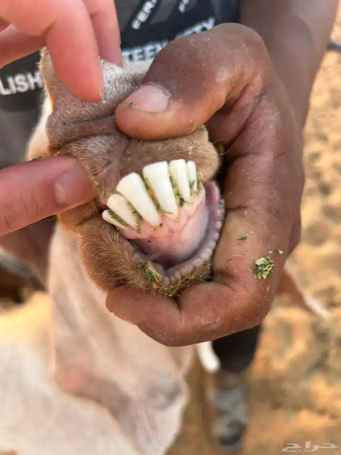 عنز مشروكه فاخره متبع با جفره 2