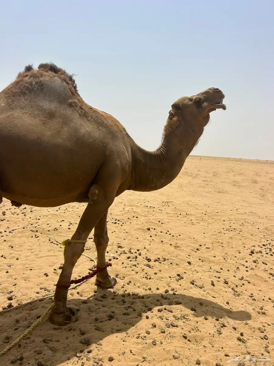 البعير الساحلي الحمر 1
