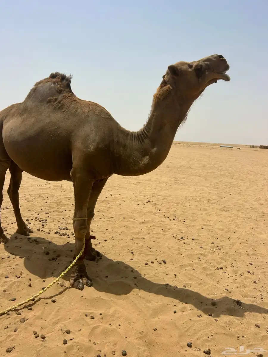 البعير الساحلي الحمر 3