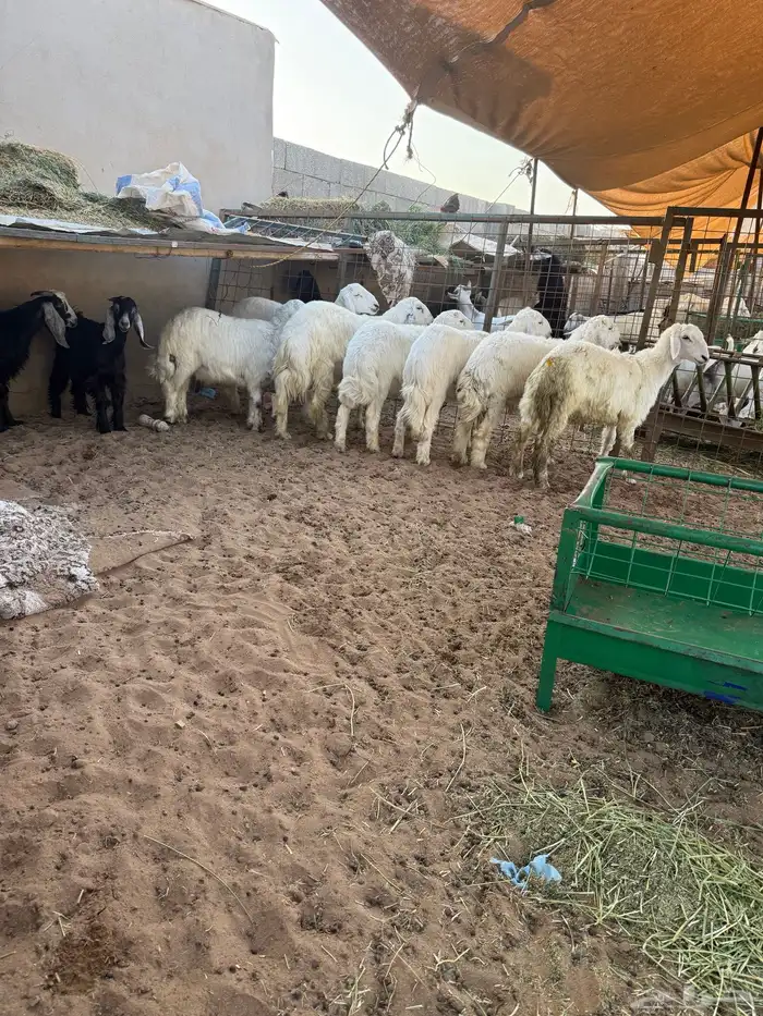 طليان حريه 0