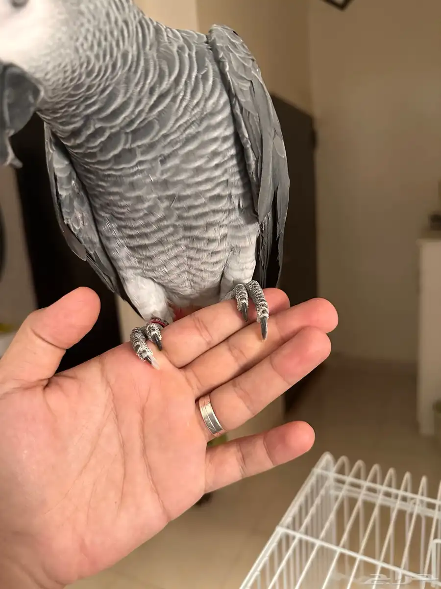 ببغاء كاسكو تم البيع 2
