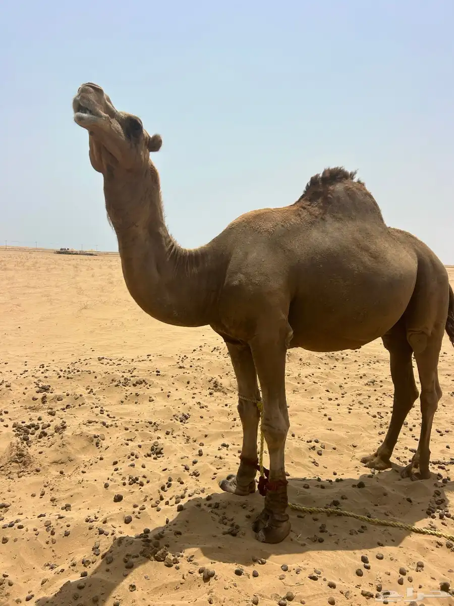 البعير الساحلي الحمر 4