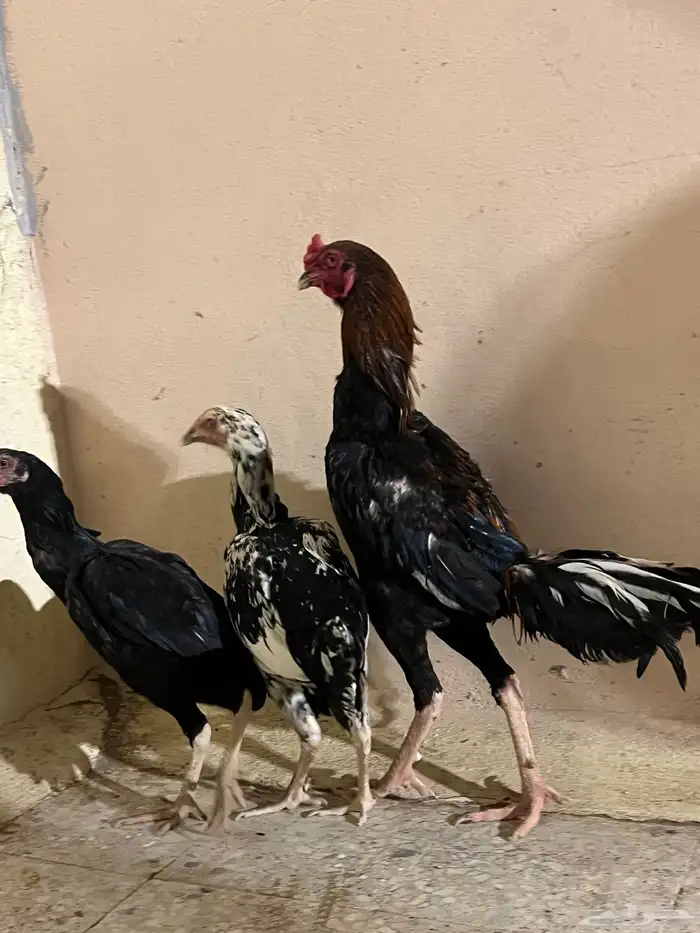 دجاج باكستاني 4