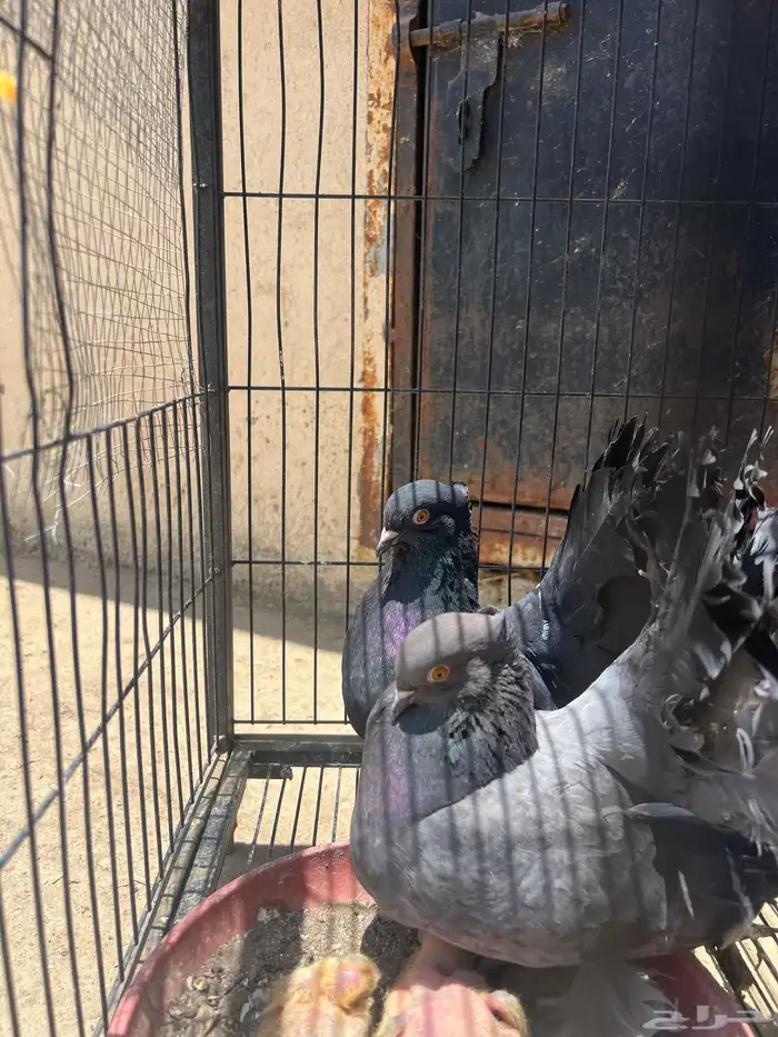 حمام رقاص امريكي هزاز 1