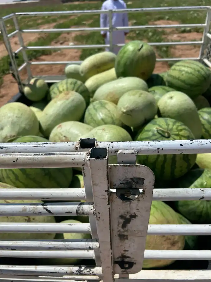 بطيخ البيع جمله 1