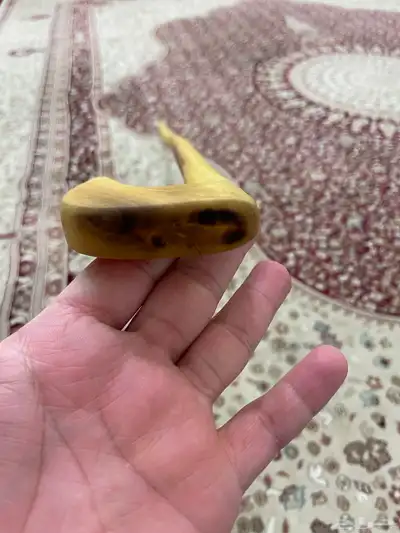 مشعاب نشم بلدي 9