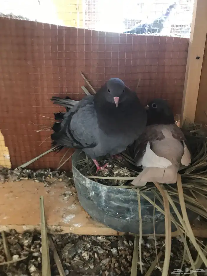 صنعاني اصيل شيبه 5