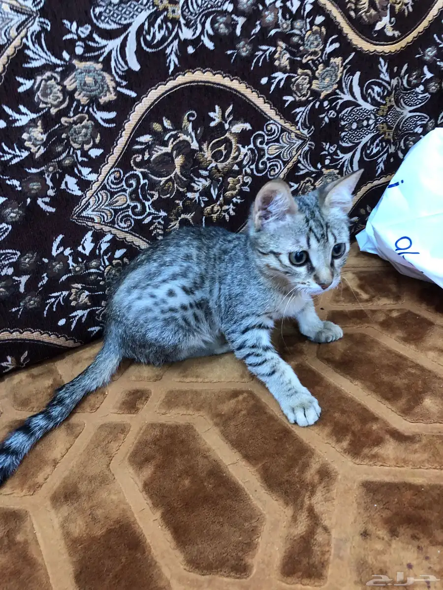 بسه للبيع 0