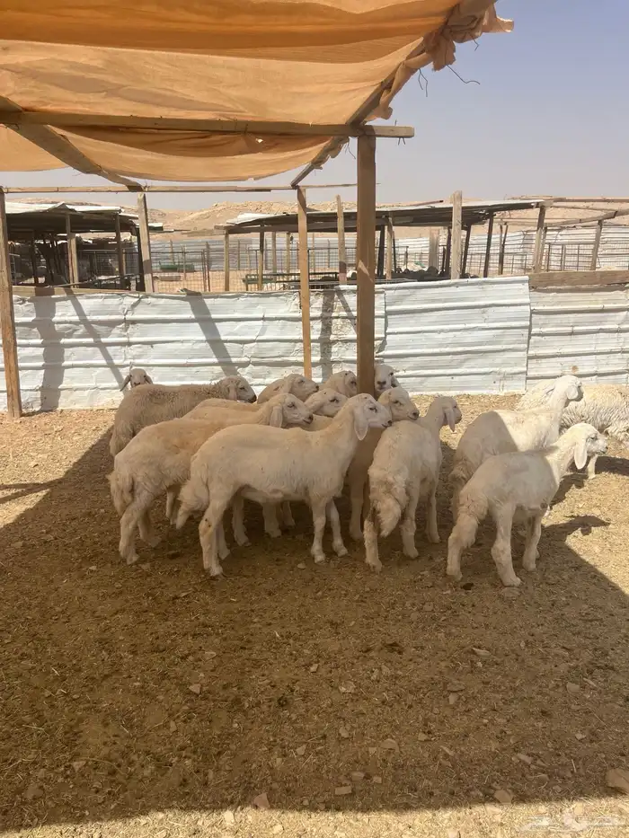 خرفان ورخال للبيع 1