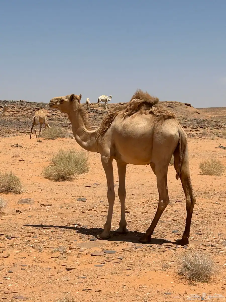قعود لقي 0