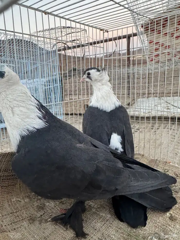 جوز لبناني منتج على الشرط للتواصل 1