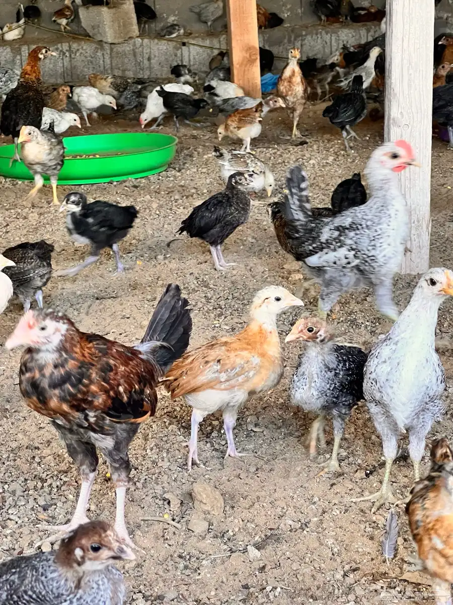 صيصان ودجاج بلدي عمر 3 شهور ونص 2